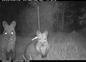 Two Wallabies - Night Vision