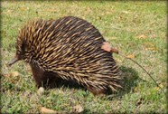 Echidna