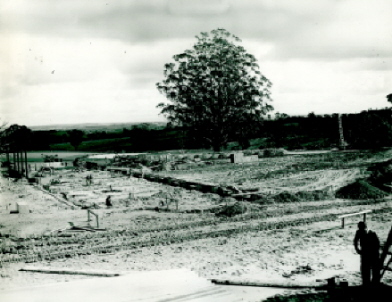 The 'Tree of Knowledge' towers over the foundation works for 'F' and 'G' buildings at Mt Helen. (Cat.No.4272.11)