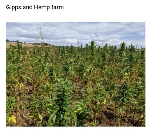 Gippsland hemp farm