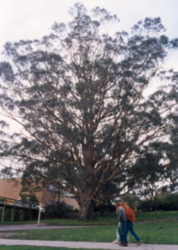 Tree of Knowledge, mid-1990s