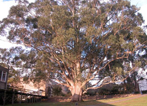 Tree of Knowledge, Mt Helen Campus, July 2006