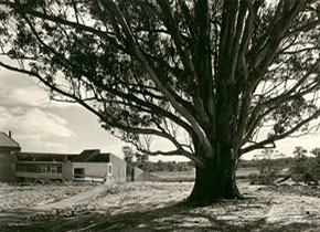 View of Mt Helen Union Building featuring the Tree of Knowledge