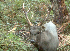 Sambar Deer