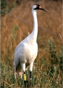 A Brolga