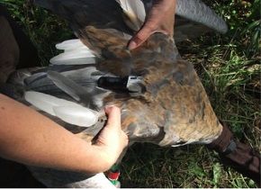 A satellite transmitter on a Brolga