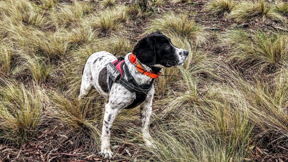 Missy the springer spaniel