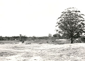 Earthworks at Mt Helen Campus, 1971. Tree of Knowledge on the right hand side