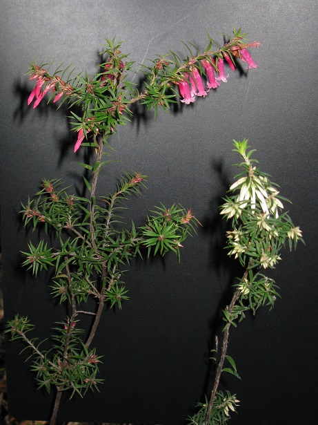 Epacris Impressa