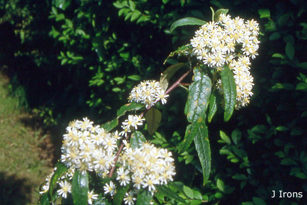 Oleria Stellulata